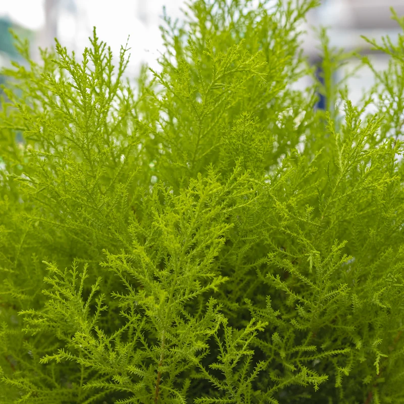 Cupressus Goldcrest Wilma