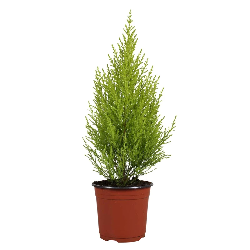 Cupressus Goldcrest Wilma