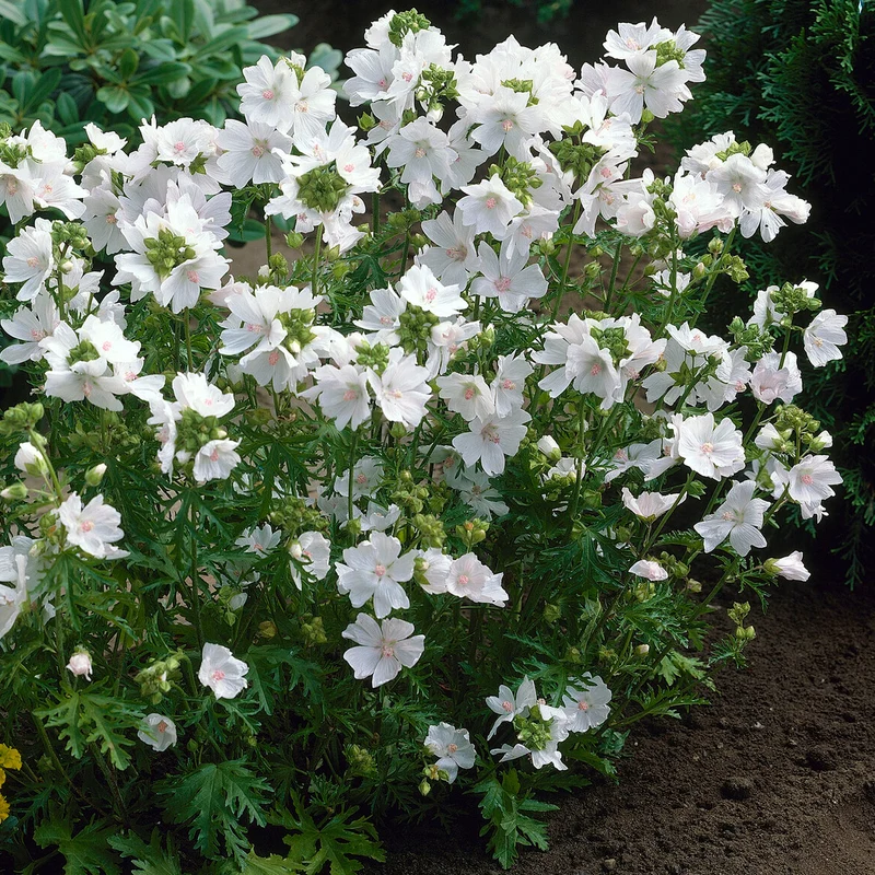 Mauve musquée blanche