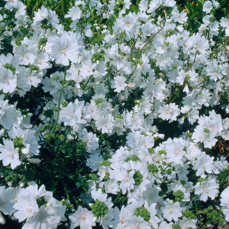 Mauve musquée blanche