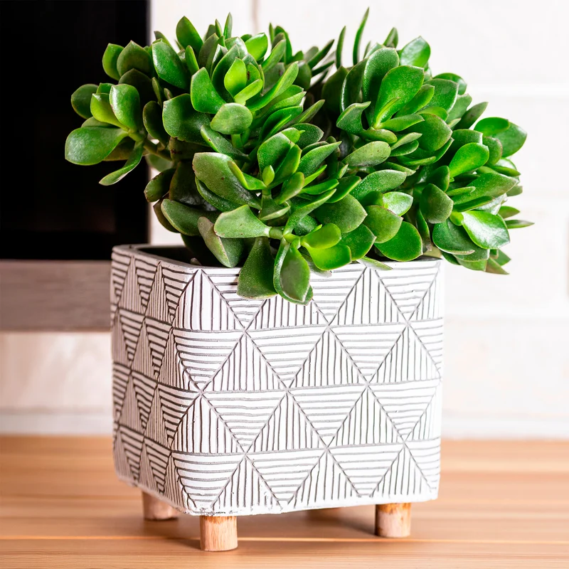 Crassula ovata argentea