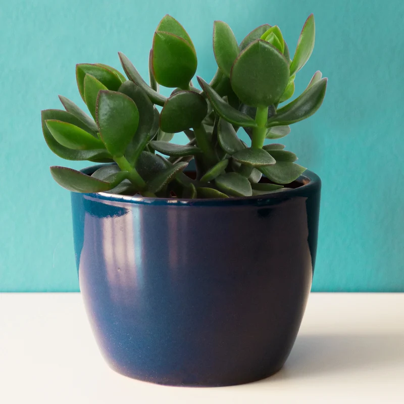 Crassula ovata argentea
