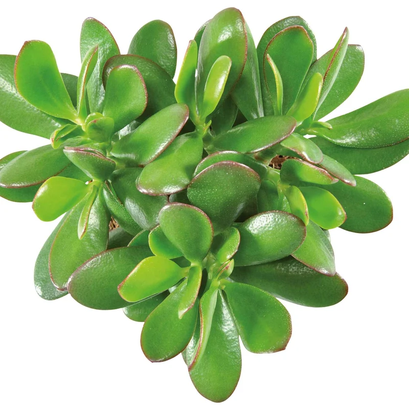 Crassula ovata argentea
