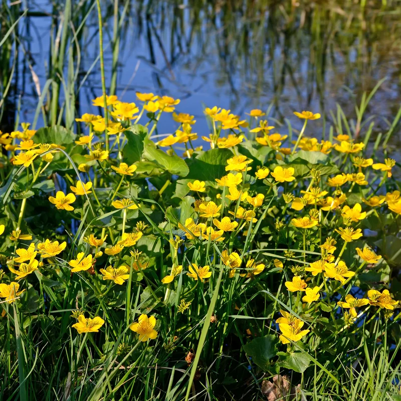 Populage des marais - Souci d'eau