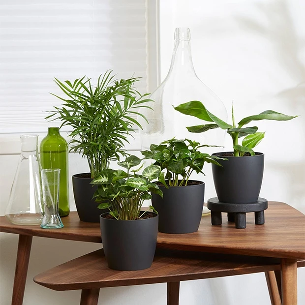 Plantes d'intérieur tropicales et ses cache-pots gris ELHO