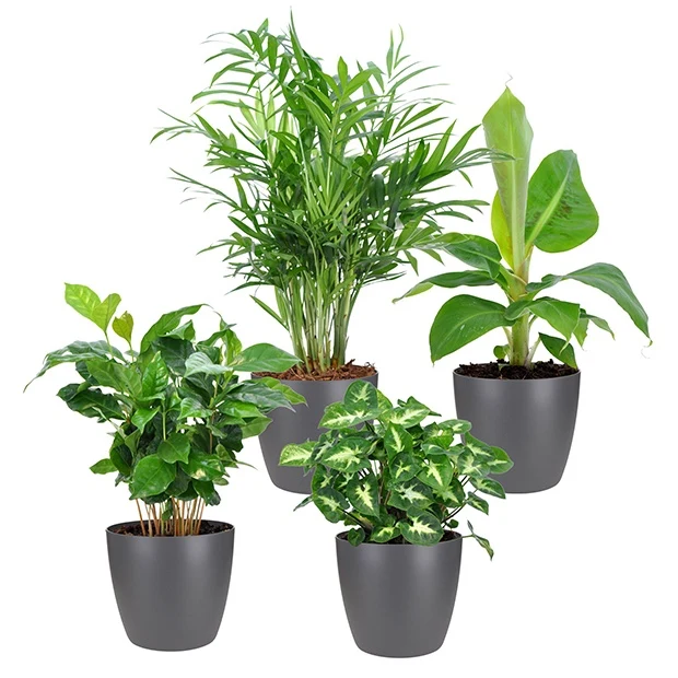 Plantes d'intérieur tropicales et ses cache-pots gris ELHO