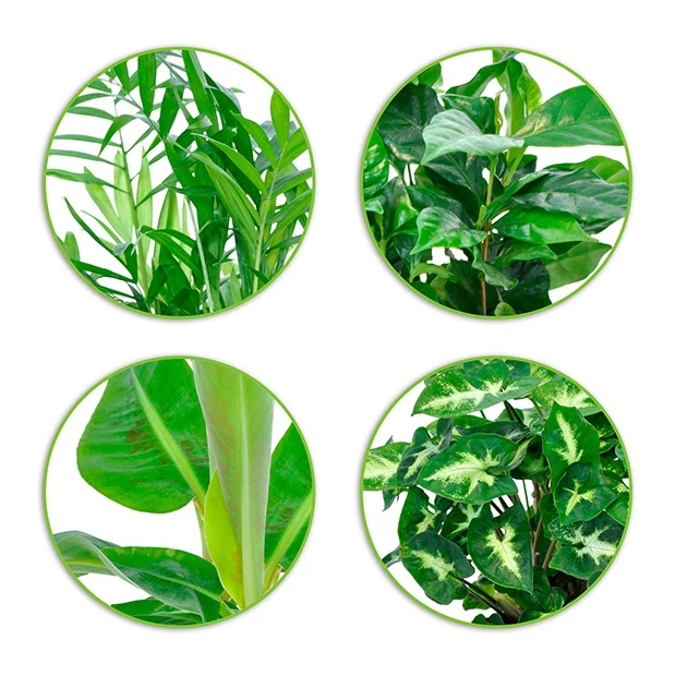 Plantes d'intérieur tropicales et ses cache-pots gris ELHO