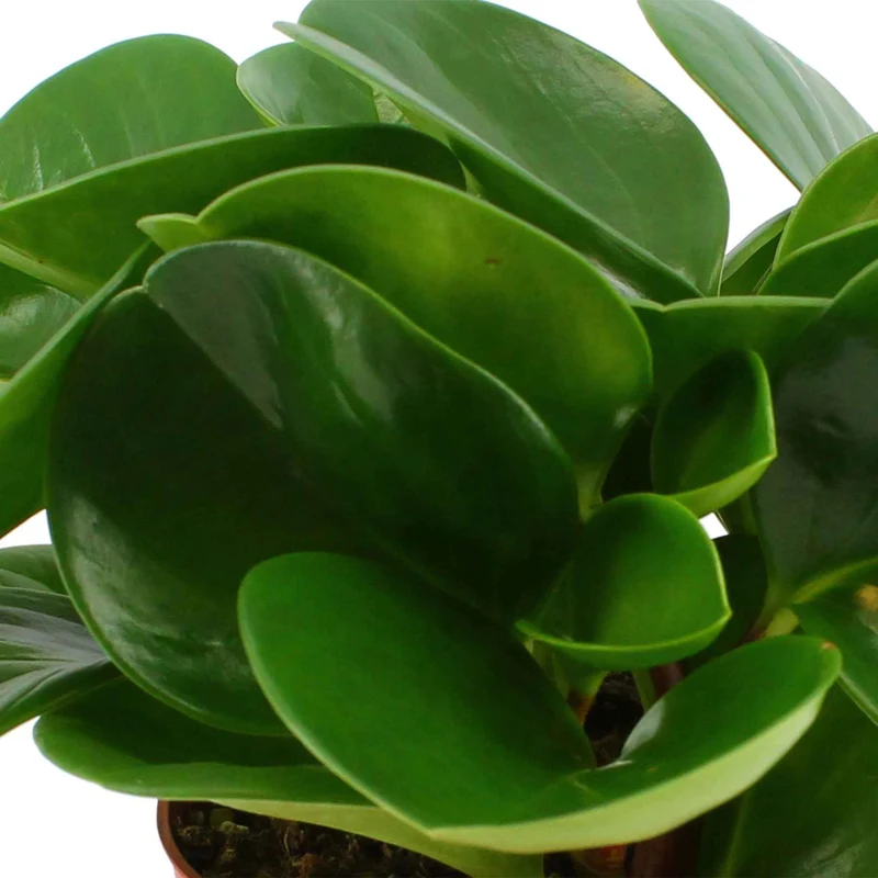 Peperomia obtusifolia