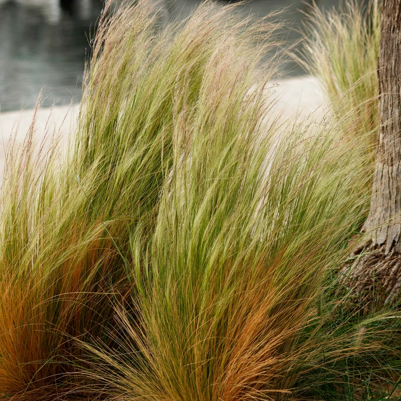 Stipa tenuissima - Cheveux d'ange