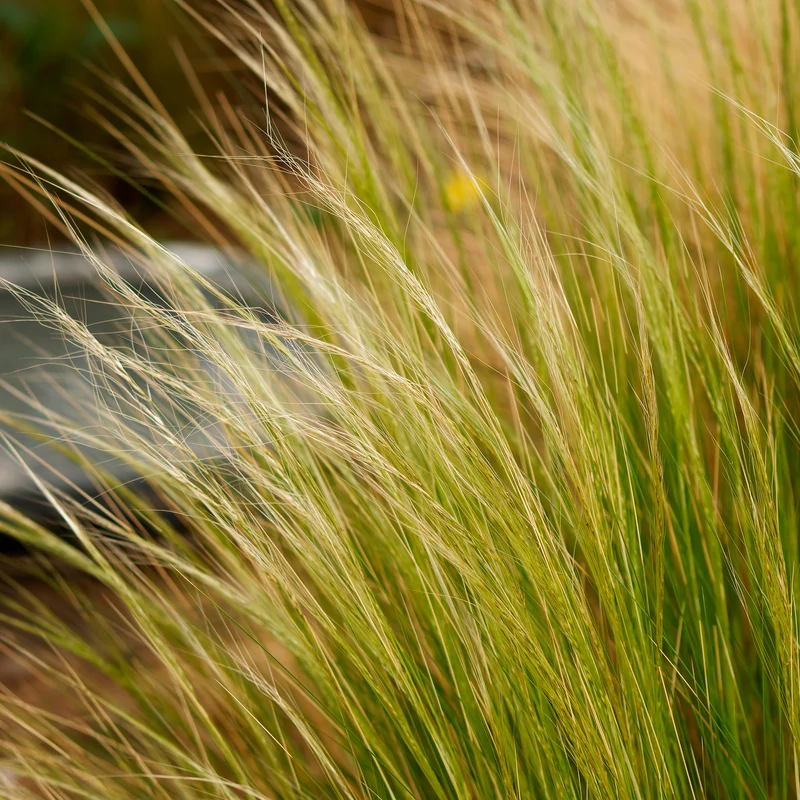 Stipa tenuissima - Cheveux d'ange