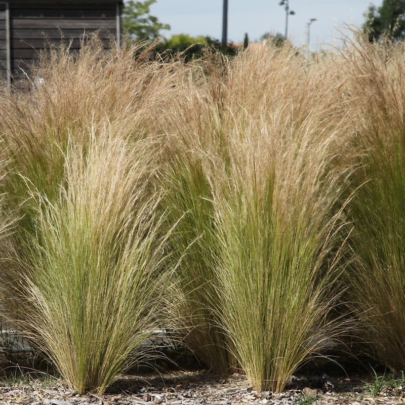 Stipa tenuissima - Cheveux d'ange