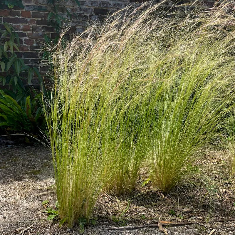 Stipa tenuissima - Cheveux d'ange