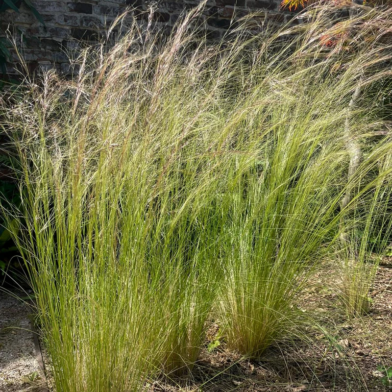 Stipa tenuissima - Cheveux d'ange