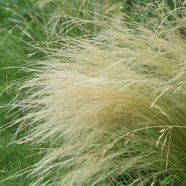 Stipa tenuissima - Cheveux d'ange