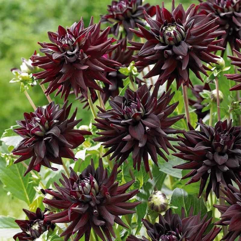 3 Dahlias cactus presque noir Tamburo