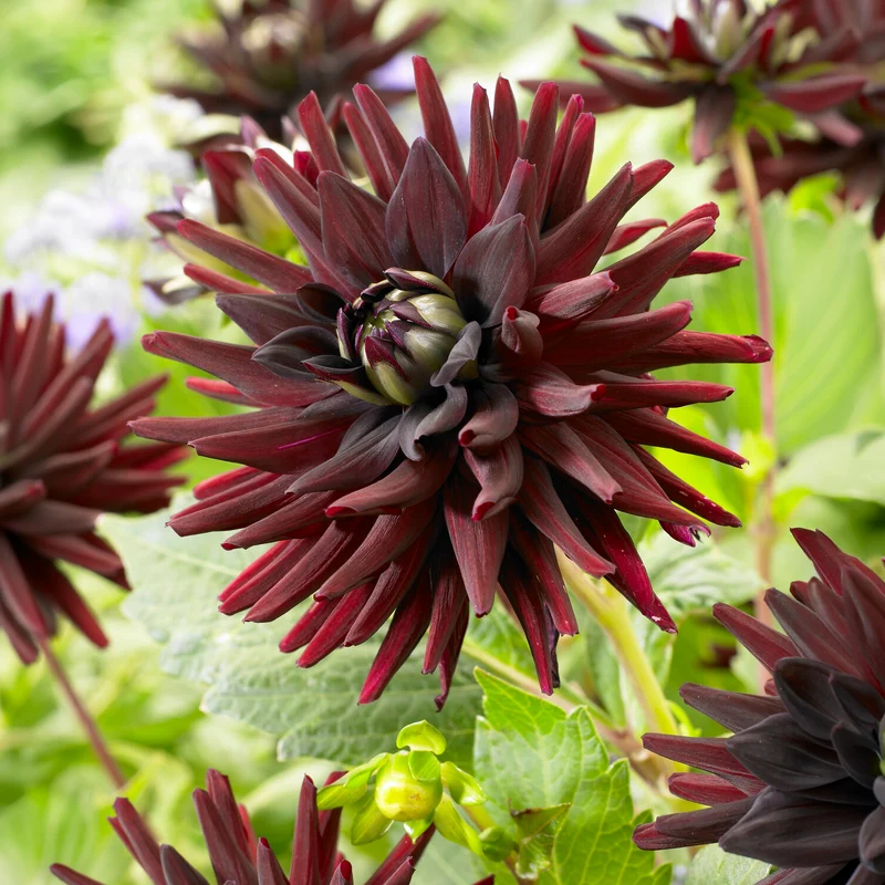 3 Dahlias cactus presque noir Tamburo