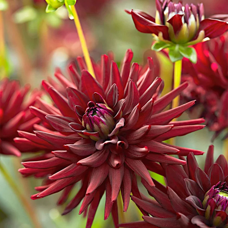 3 Dahlias cactus presque noir Tamburo