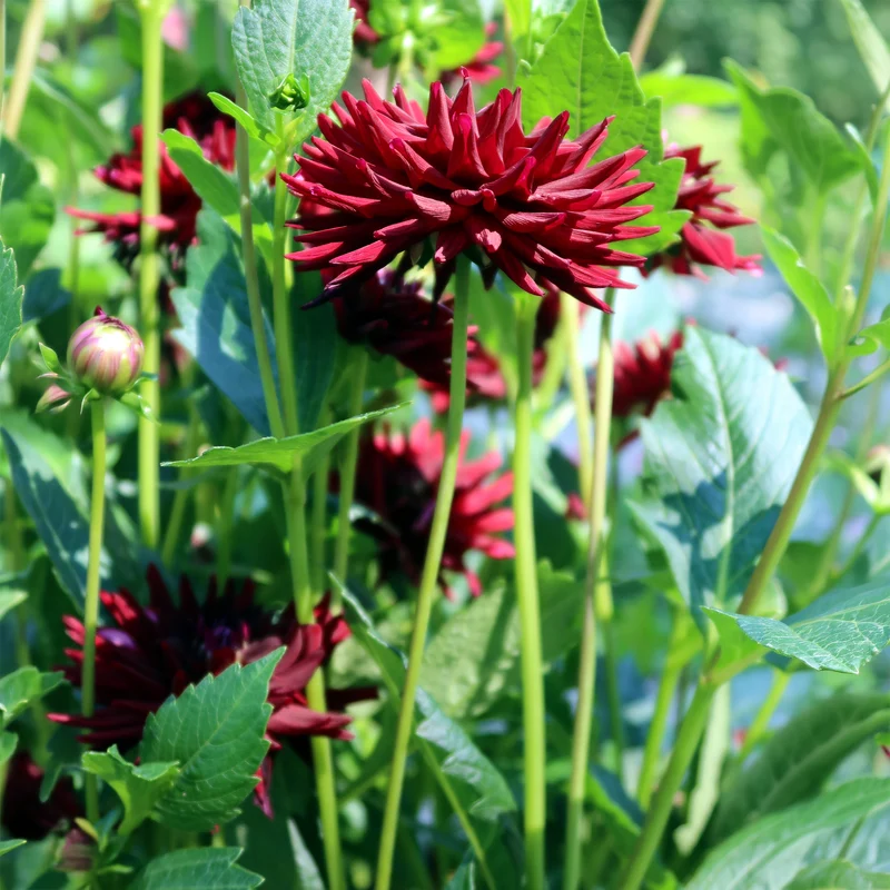 3 Dahlias cactus presque noir Tamburo