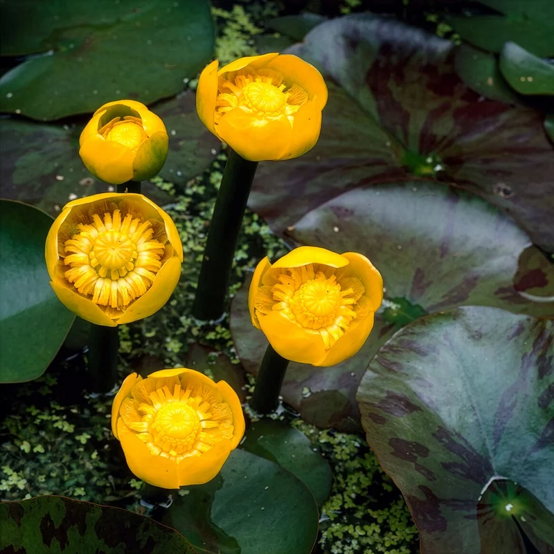 Nénuphar commun