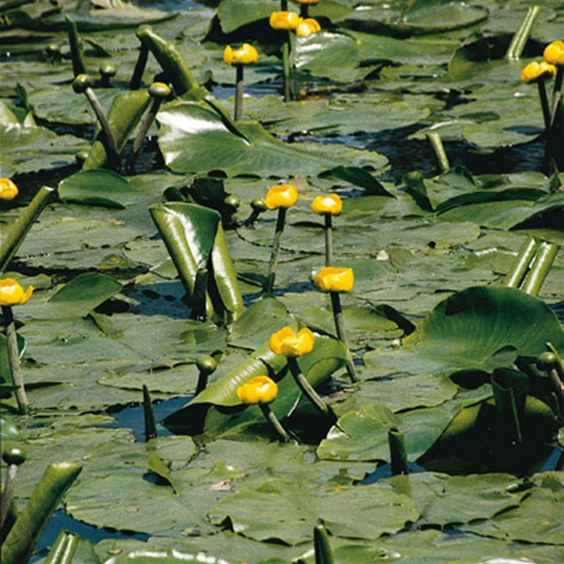 Nénuphar commun