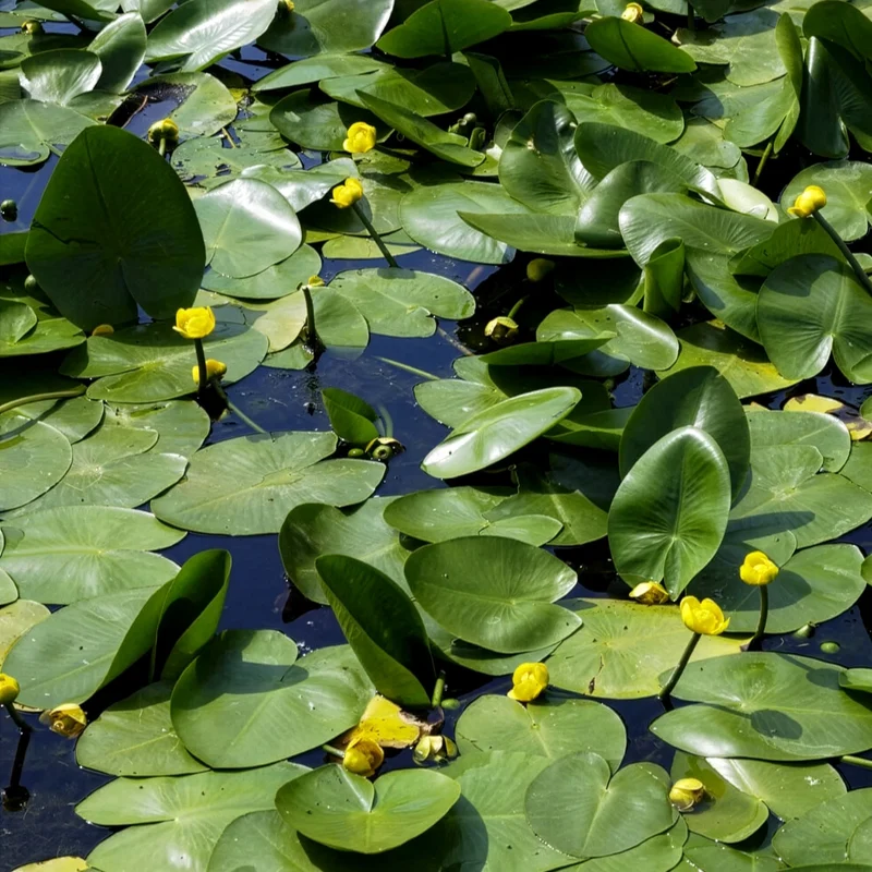 Nénuphar commun