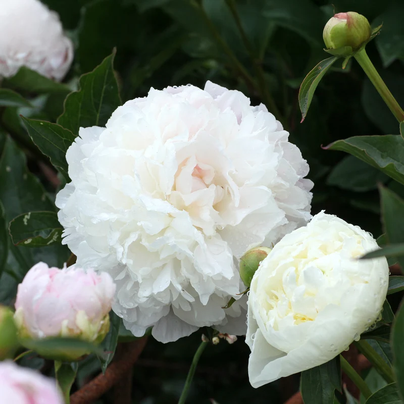 Pivoine Duchesse de Nemours