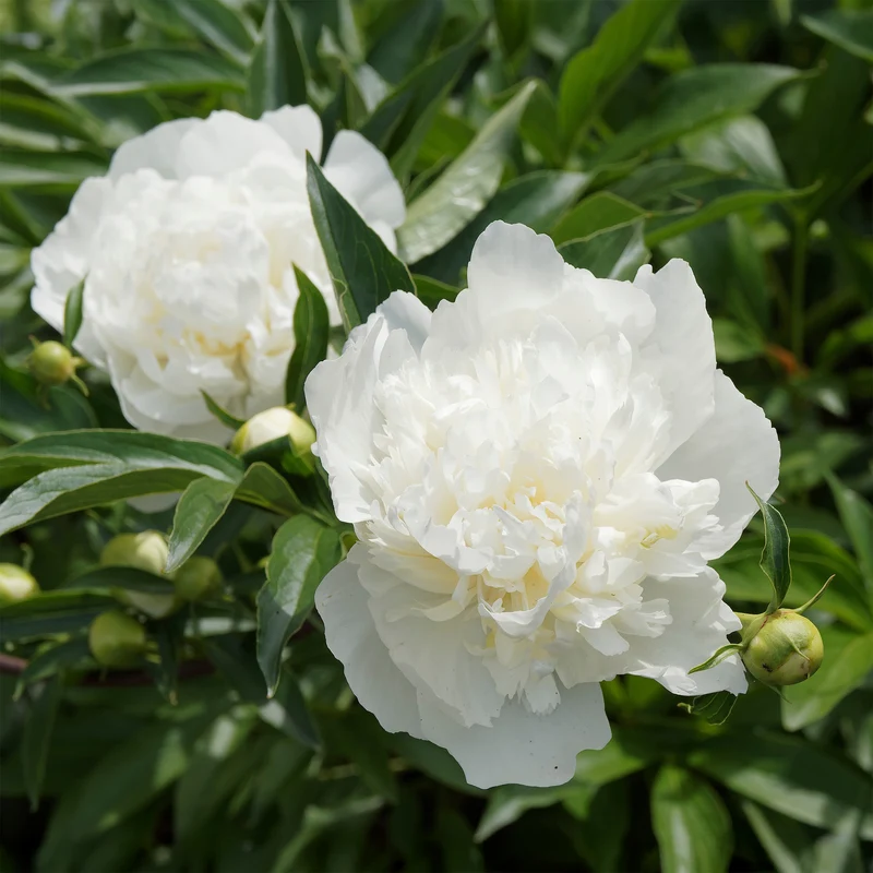 Pivoine Duchesse de Nemours