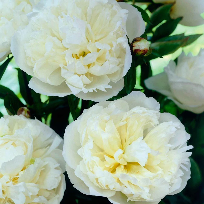 Pivoine Duchesse de Nemours