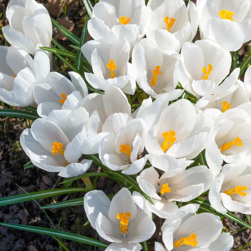 15 Crocus Jeanne d'Arc