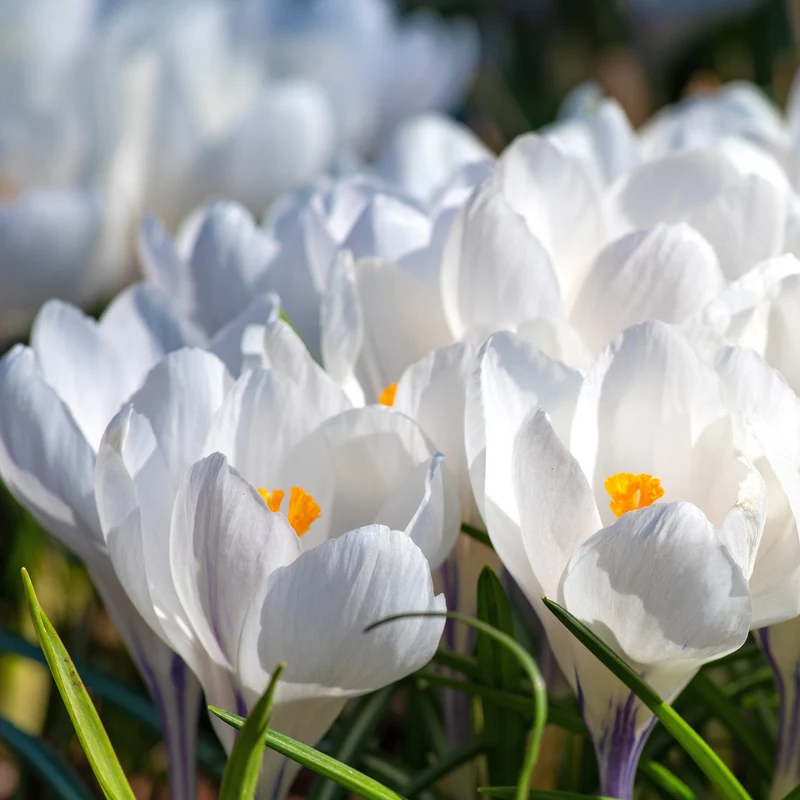 15 Crocus Jeanne d'Arc