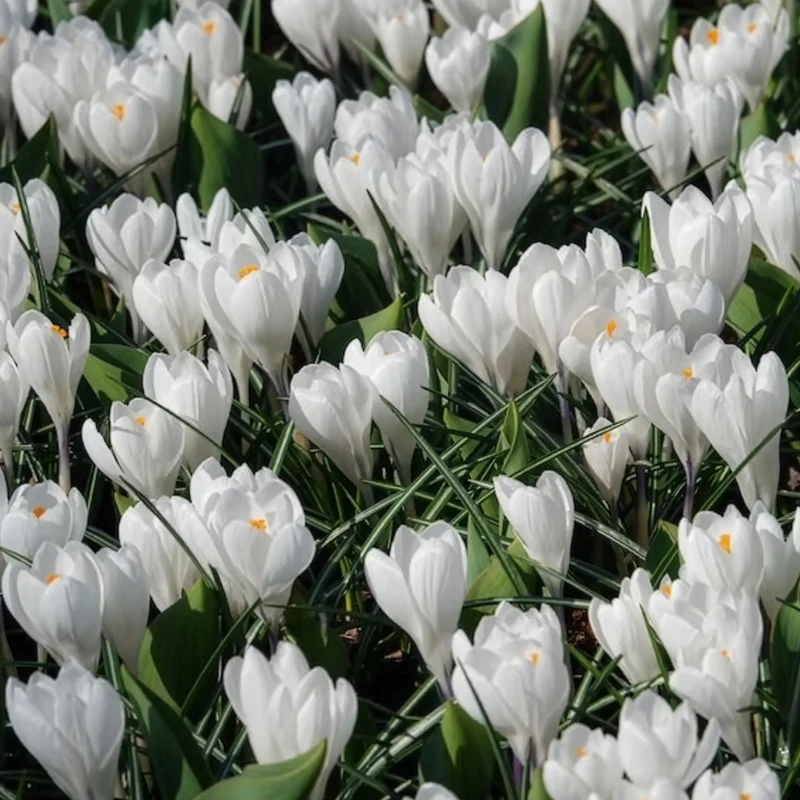 15 Crocus Jeanne d'Arc