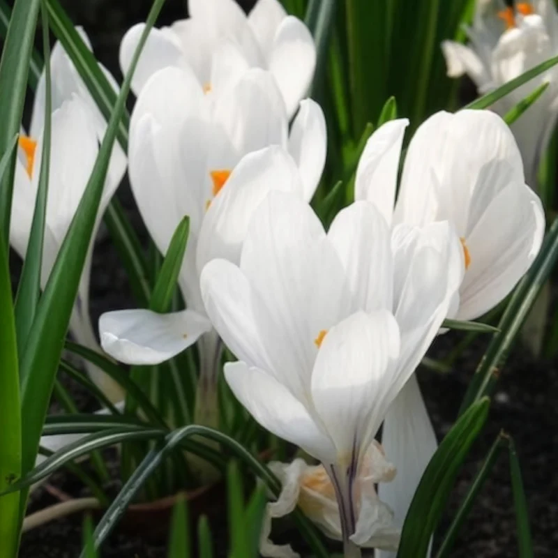 15 Crocus Jeanne d'Arc