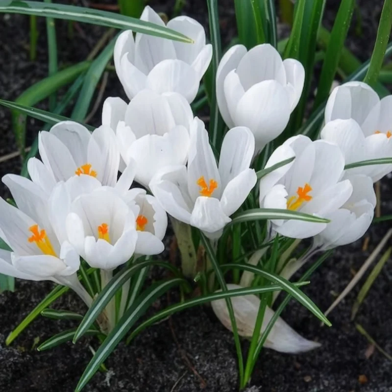15 Crocus Jeanne d'Arc