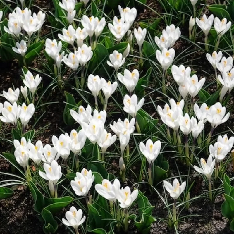 15 Crocus Jeanne d'Arc