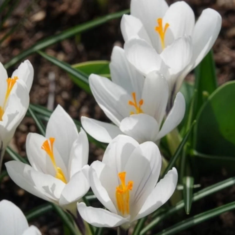 15 Crocus Jeanne d'Arc