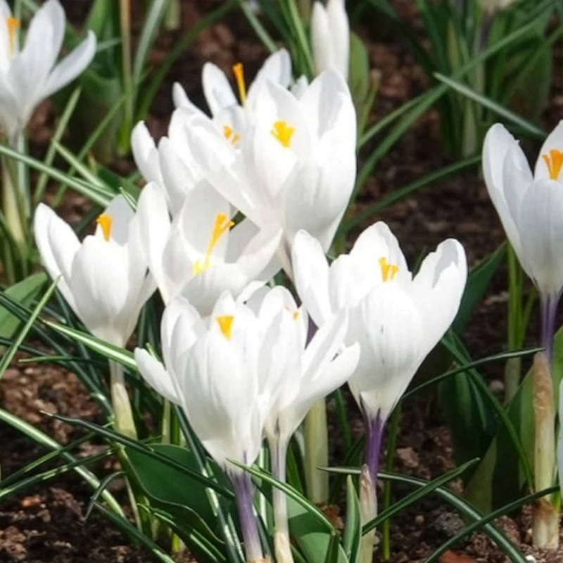 15 Crocus Jeanne d'Arc