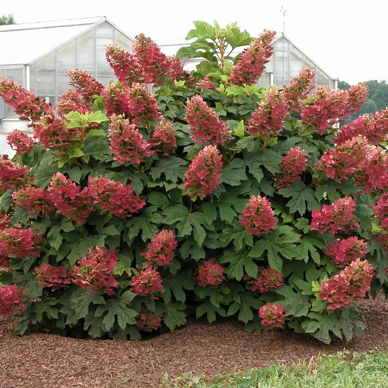 Hortensia à feuilles de chêne Ruby Slippers®