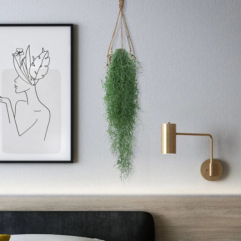 Tillandsia usneoides - Mousse espagnole