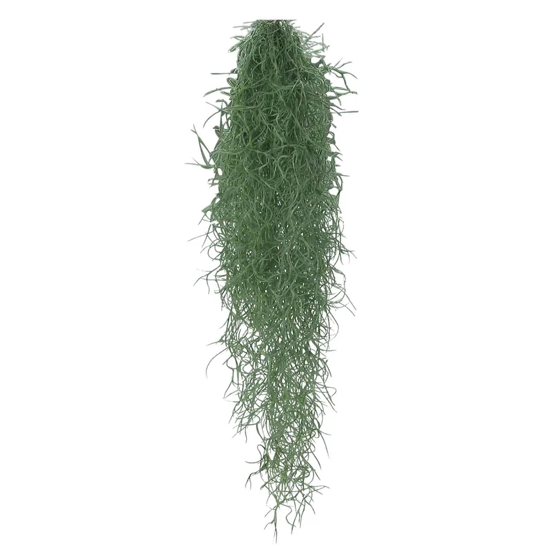 Tillandsia usneoides - Mousse espagnole