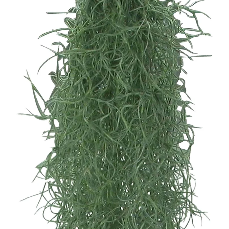Tillandsia usneoides - Mousse espagnole