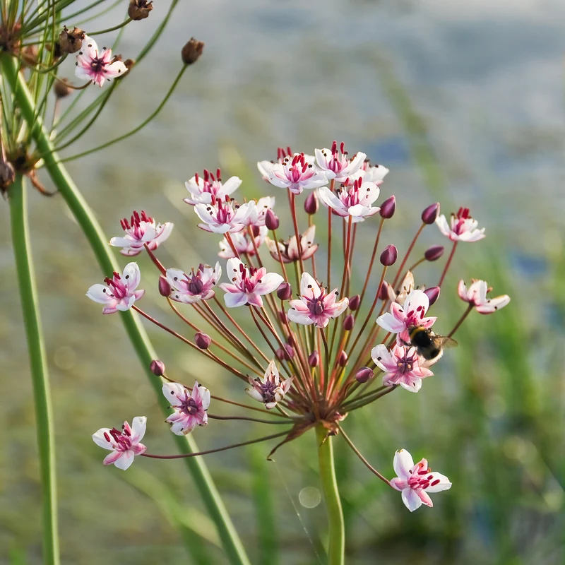 Jonc fleuri Butome en ombelle