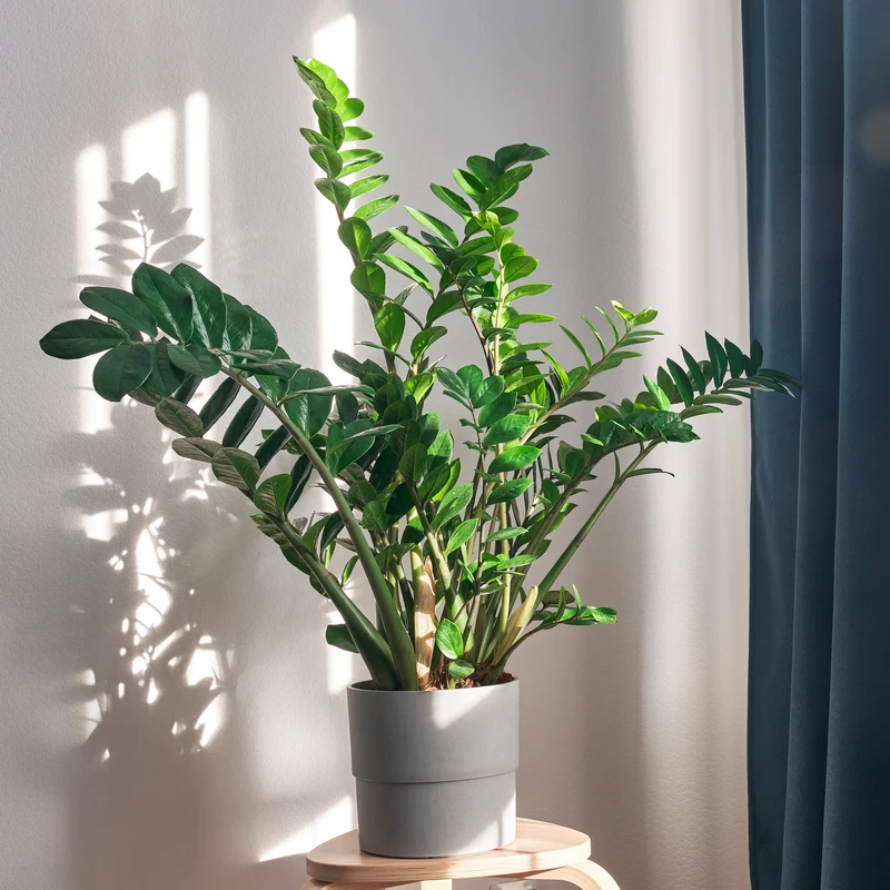 Zamioculcas