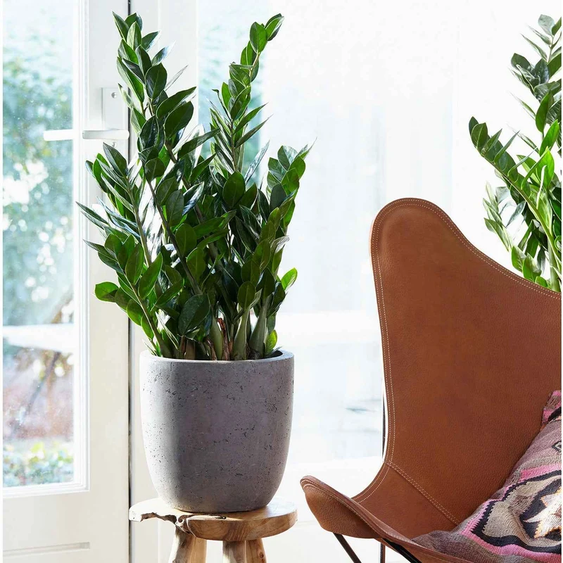 Zamioculcas