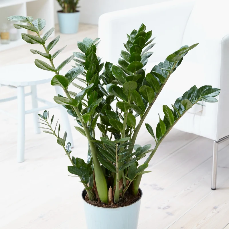 Zamioculcas
