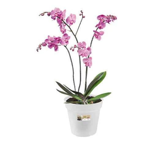 Elho Pot pour orchidée