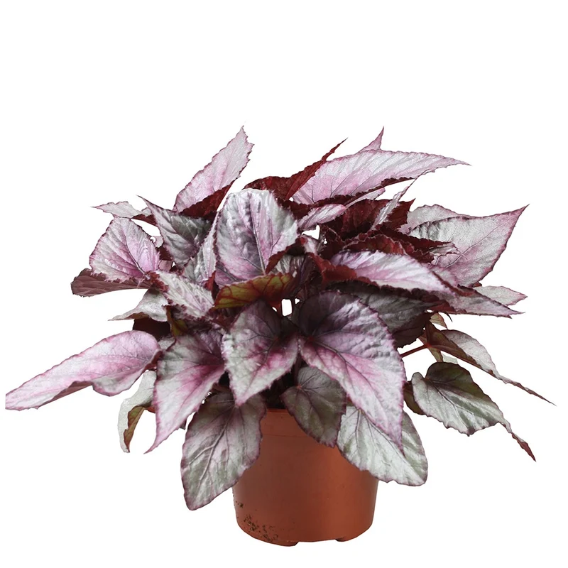 Bégonia Beleaf Maori Haze