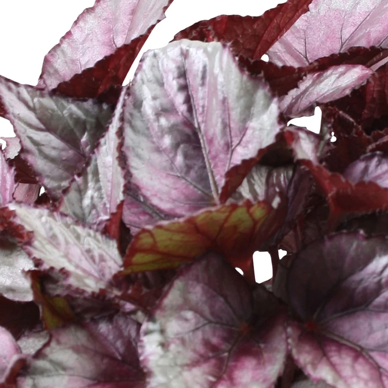 Bégonia Beleaf Maori Haze