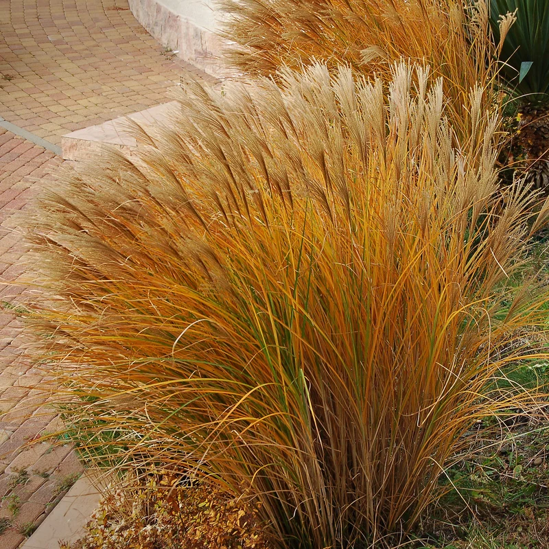Eulalie Gracillimus