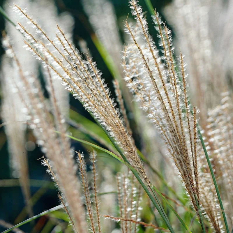 Eulalie Gracillimus