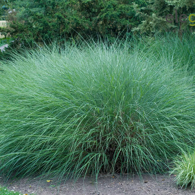 Eulalie Gracillimus